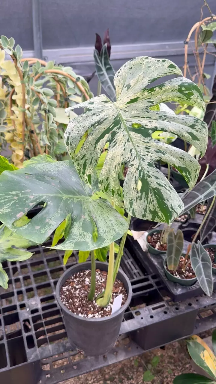 961: Large Mature Vietcosa thumbnail