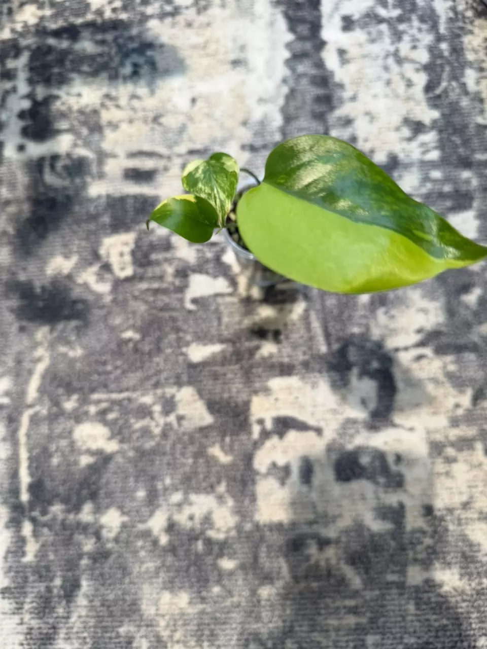 Monstera Aurea thumbnail