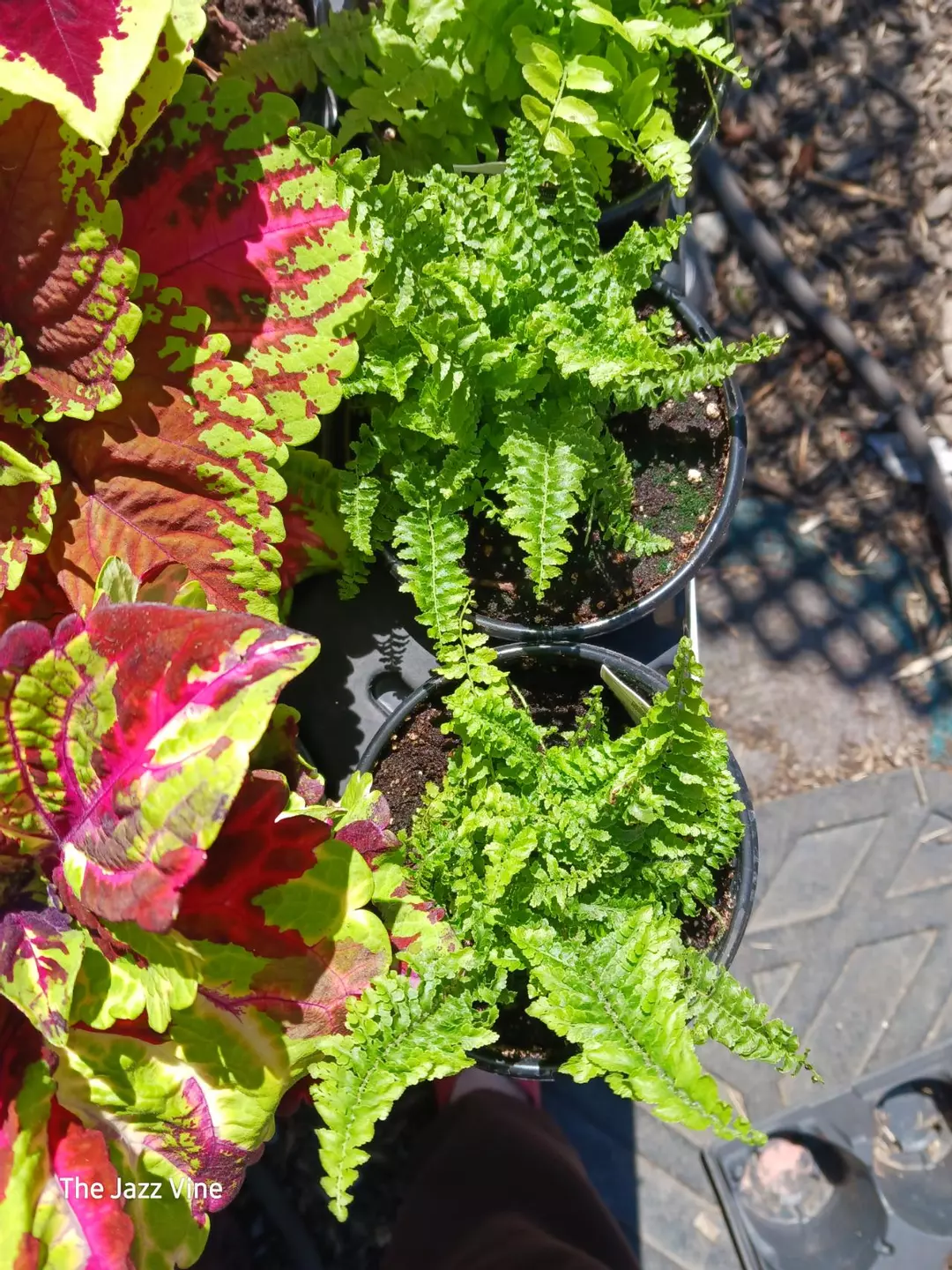 Fern fluffy ruffles thumbnail