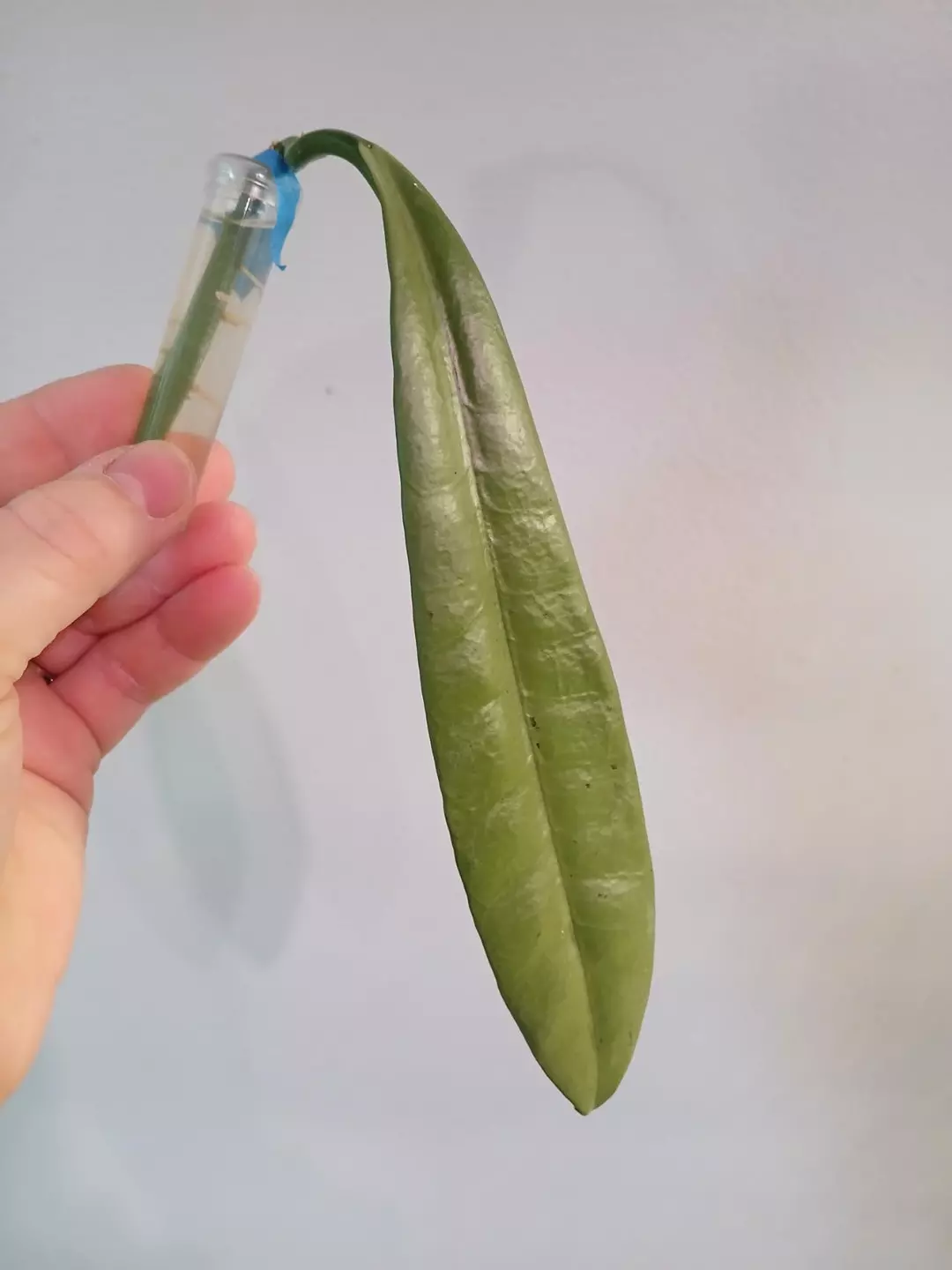 Hoya Griffithi Silver thumbnail