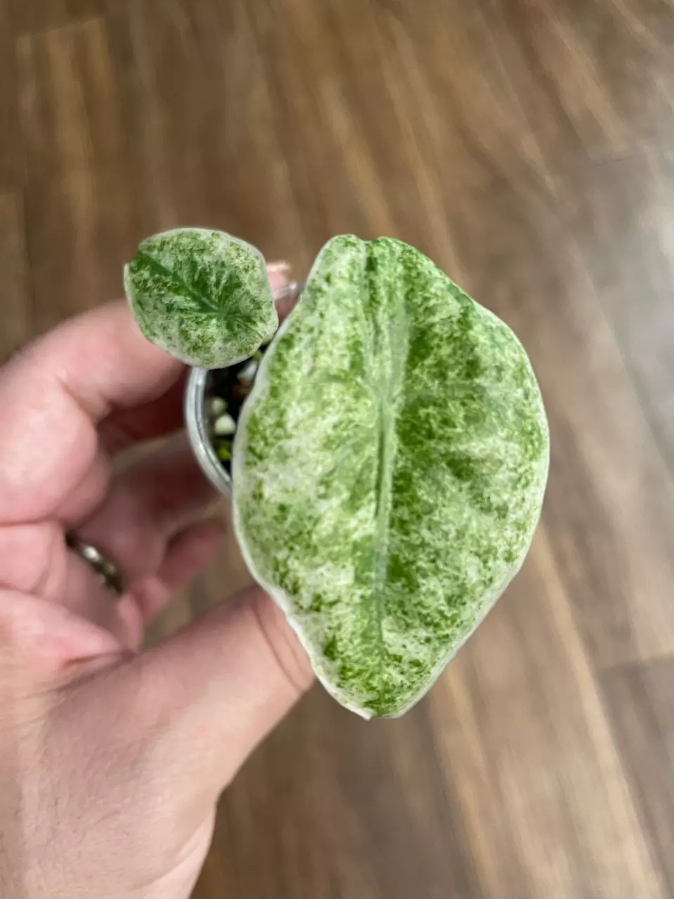 Alocasia Longiloba Galaxy thumbnail