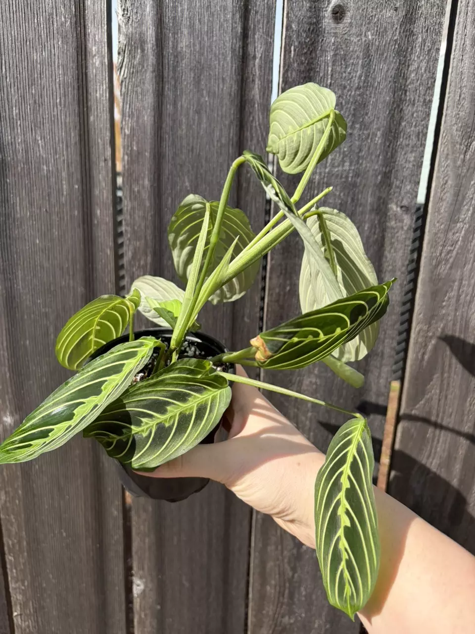 Lemon lime maranta thumbnail