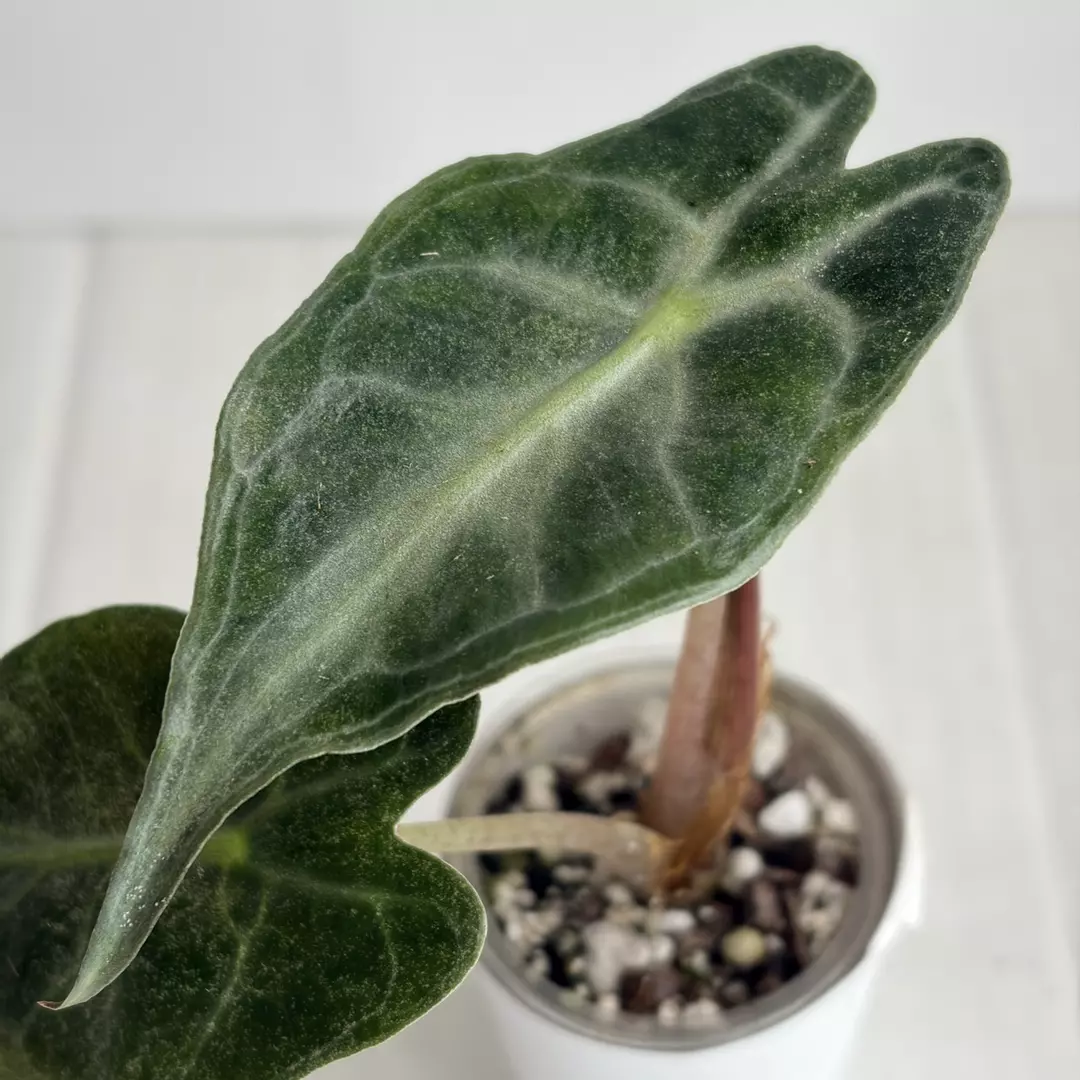 Alocasia Venom Pup thumbnail