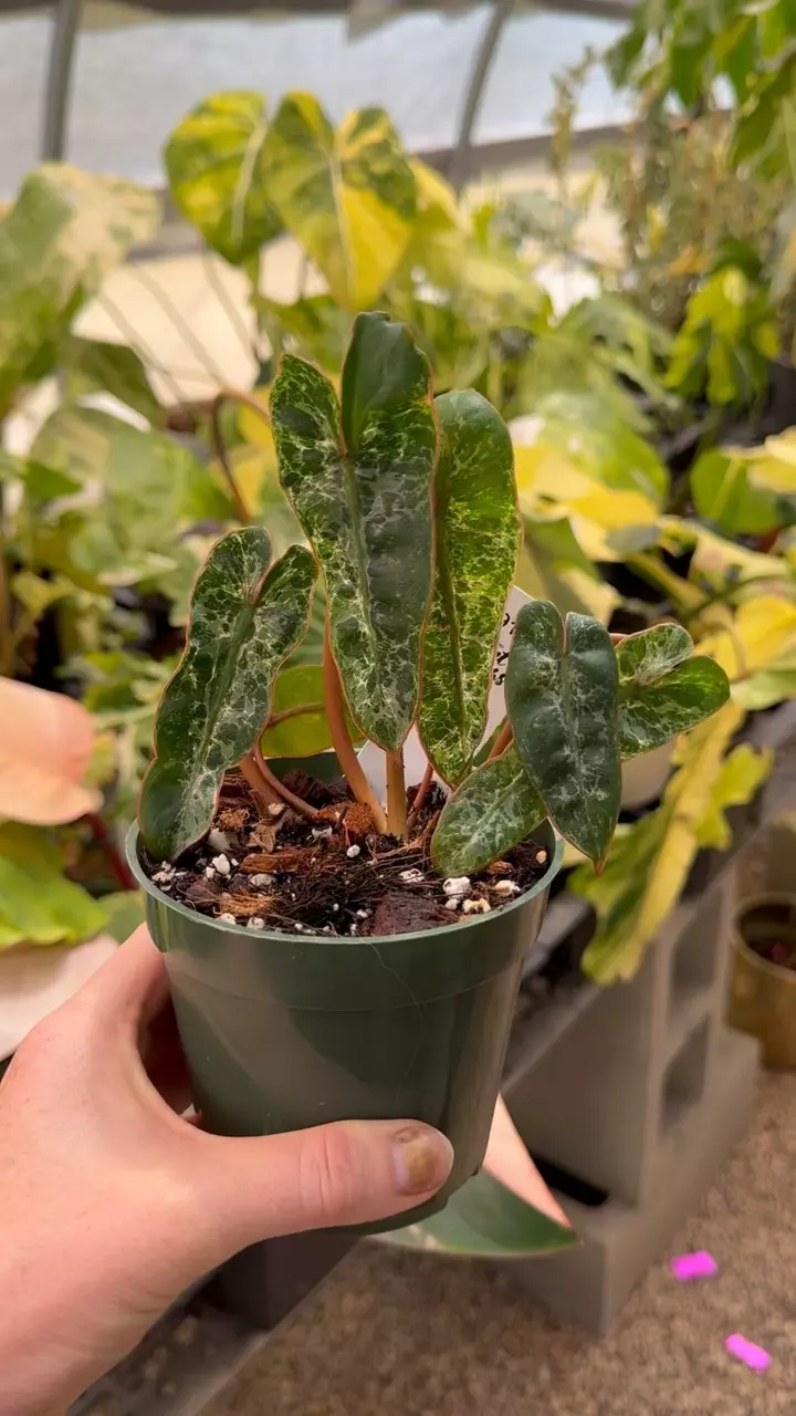 911: Albo Billie *Rare & Epic* thumbnail