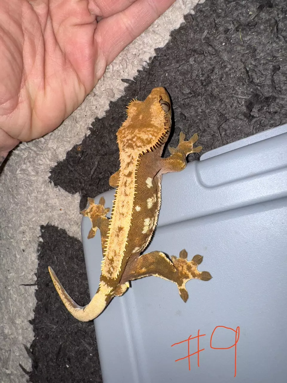 Crested Gecko #9 thumbnail