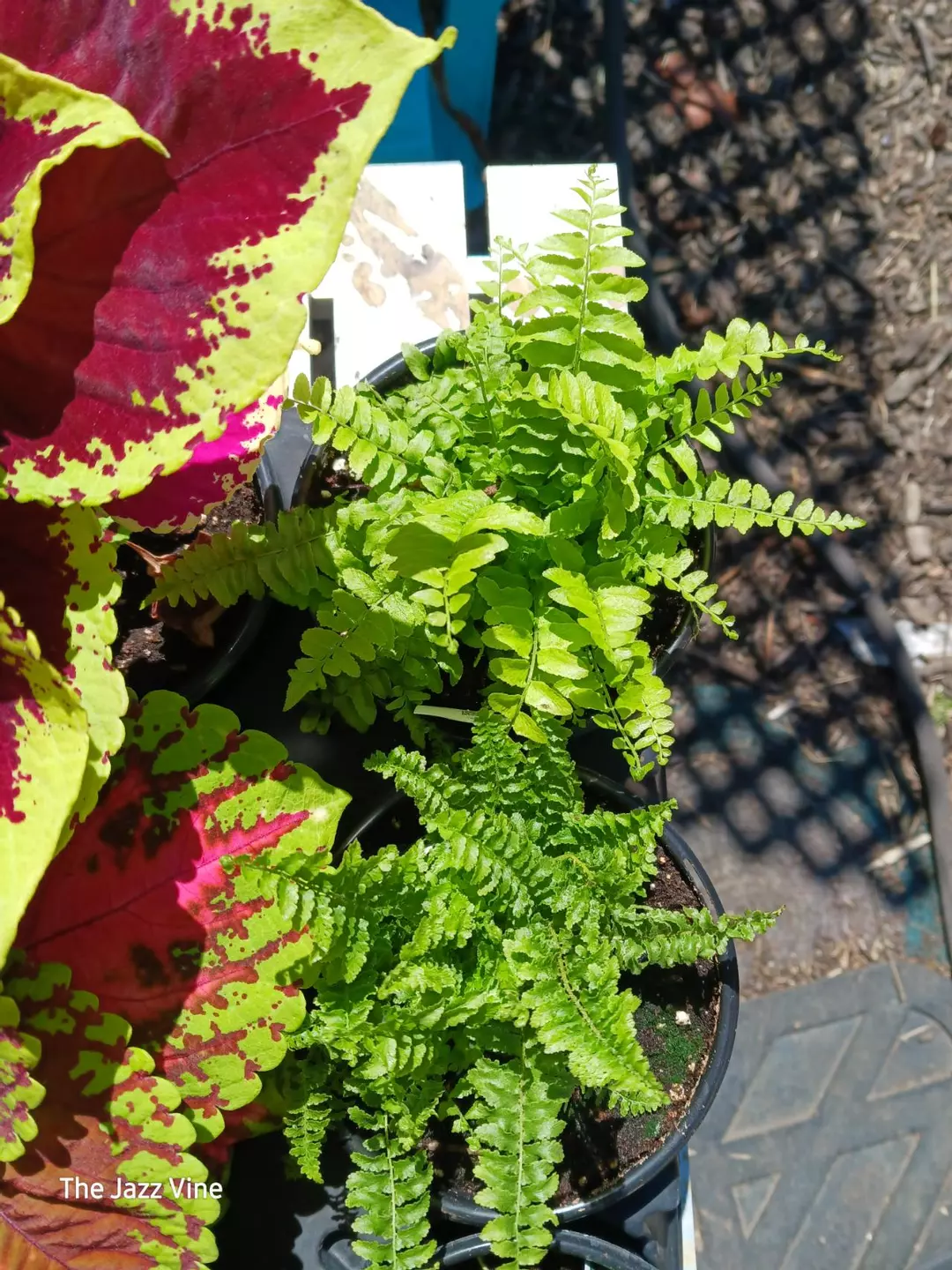 Fern Boston blue bell thumbnail