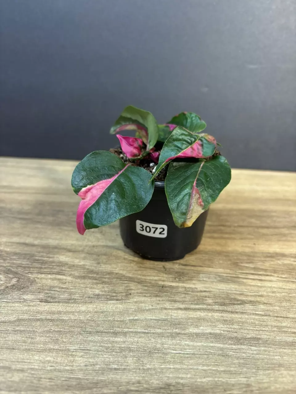 Alternanthera Phycoidea 'Party Time' 3” 3072 thumbnail