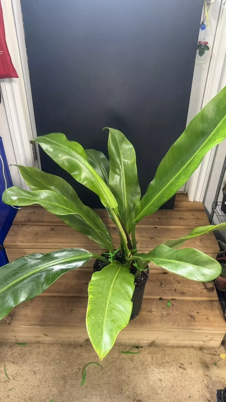 Philodendron Ruizii 10 thumbnail