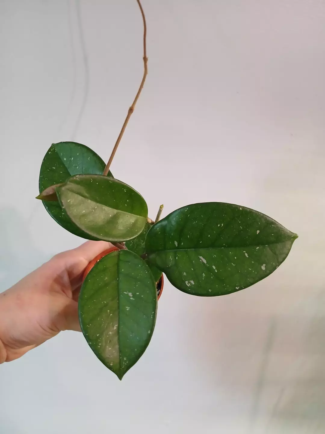 Hoya Lost Tag thumbnail