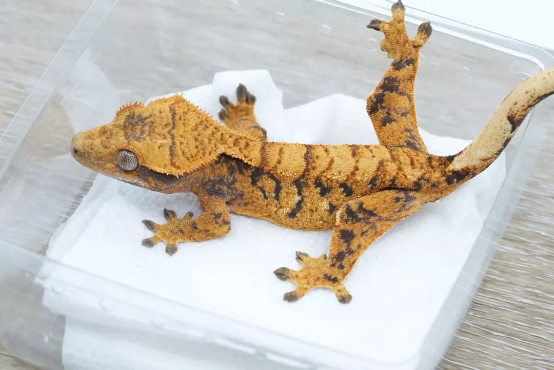 #385 20g male Halloween thumbnail