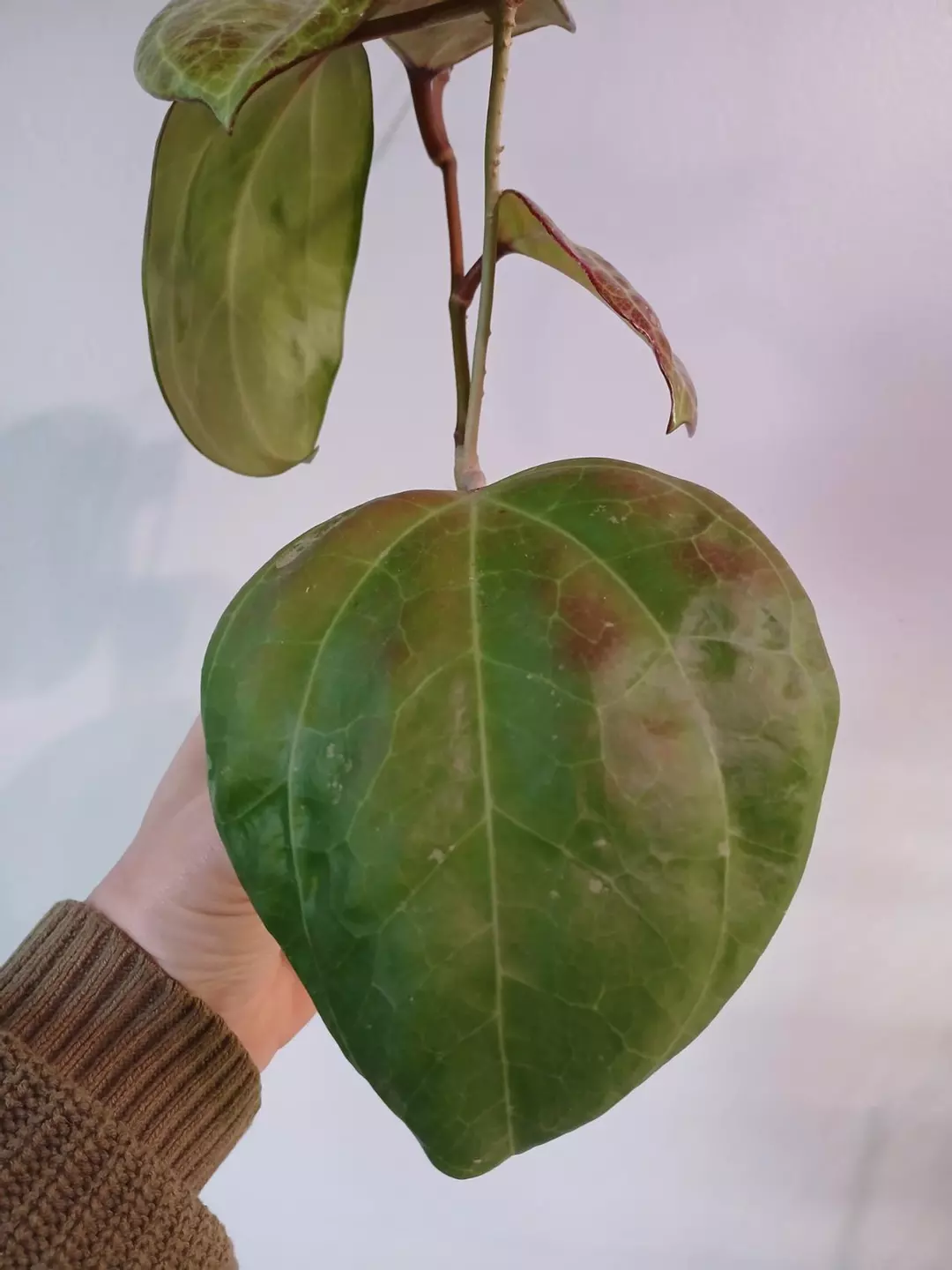 Hoya Latifolia Sarawak "Dinner Plate" thumbnail