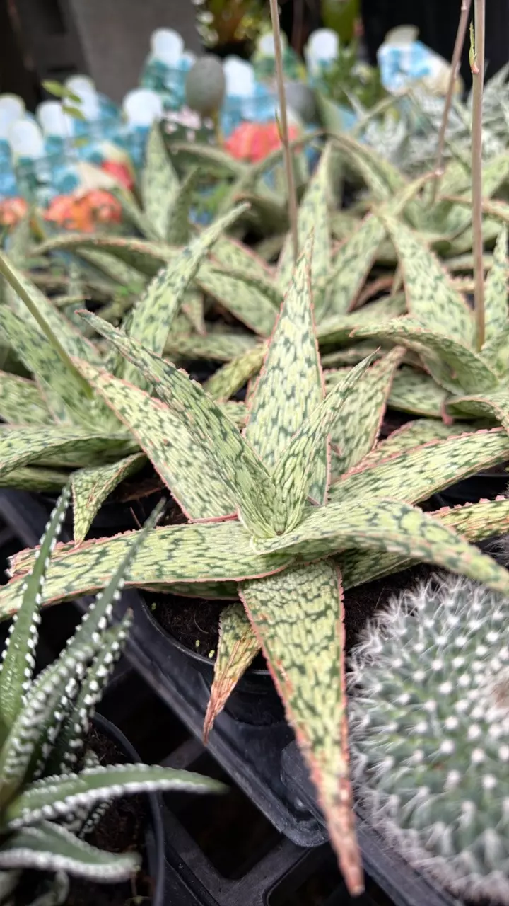 Variegated Aloe Pink Blush! 4” thumbnail