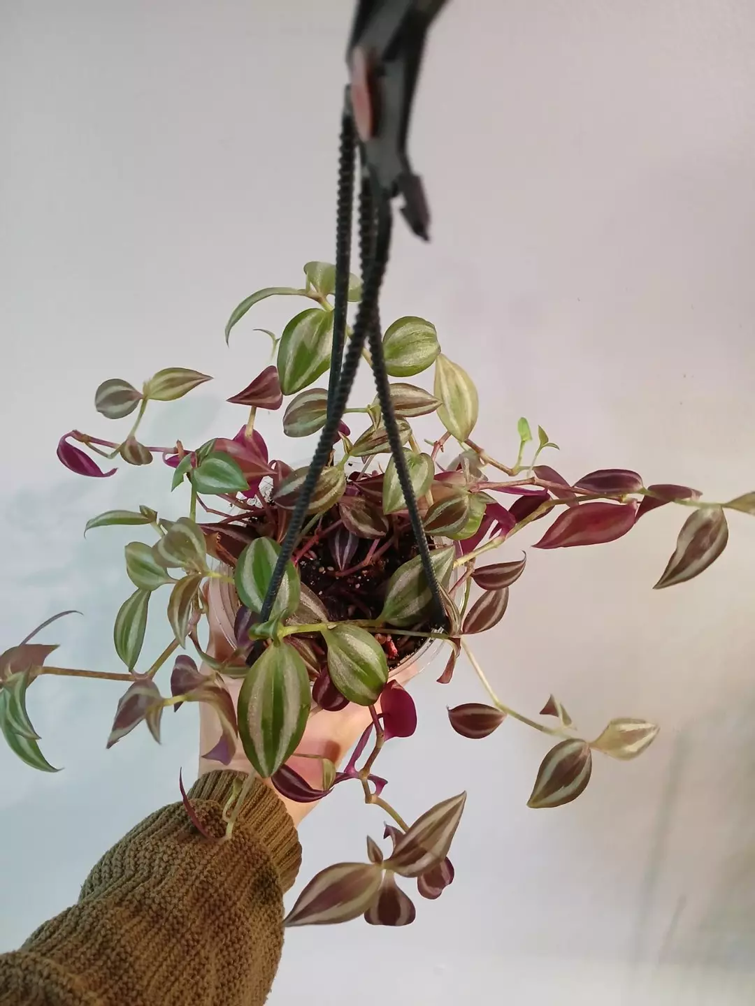 Trandescanthia Zebrina thumbnail