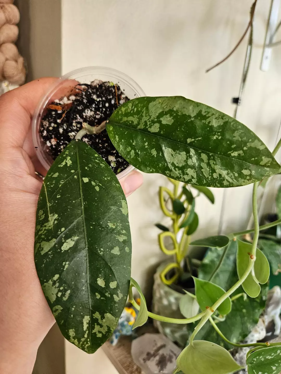 Hoya Aceh Air Suri thumbnail