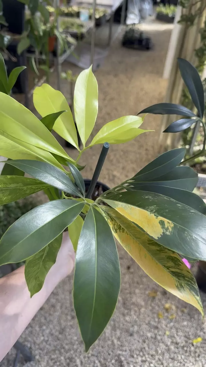 9703: 6 inch Goeldii Variegated thumbnail