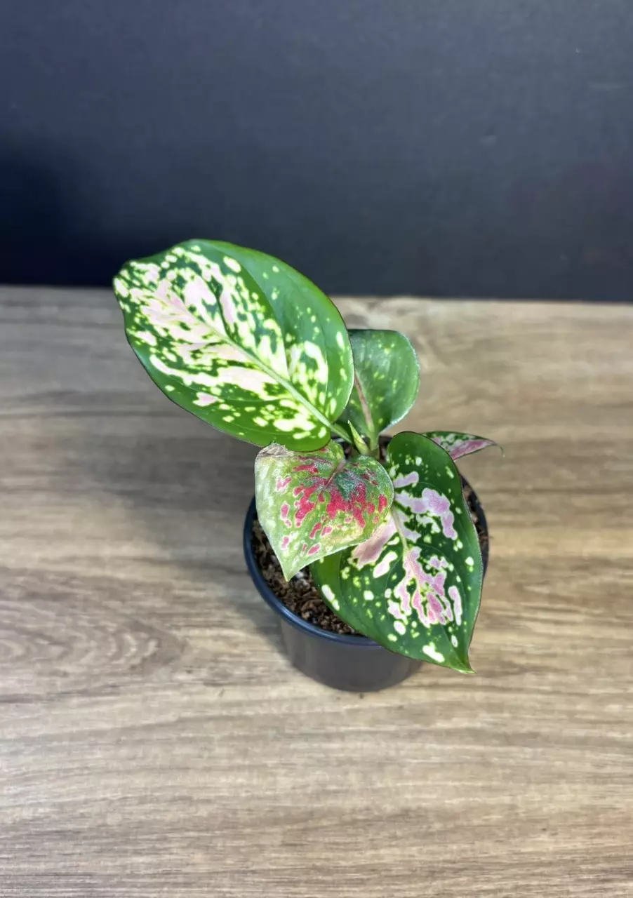 Aglaonema Red Valentine 3” 3061 thumbnail
