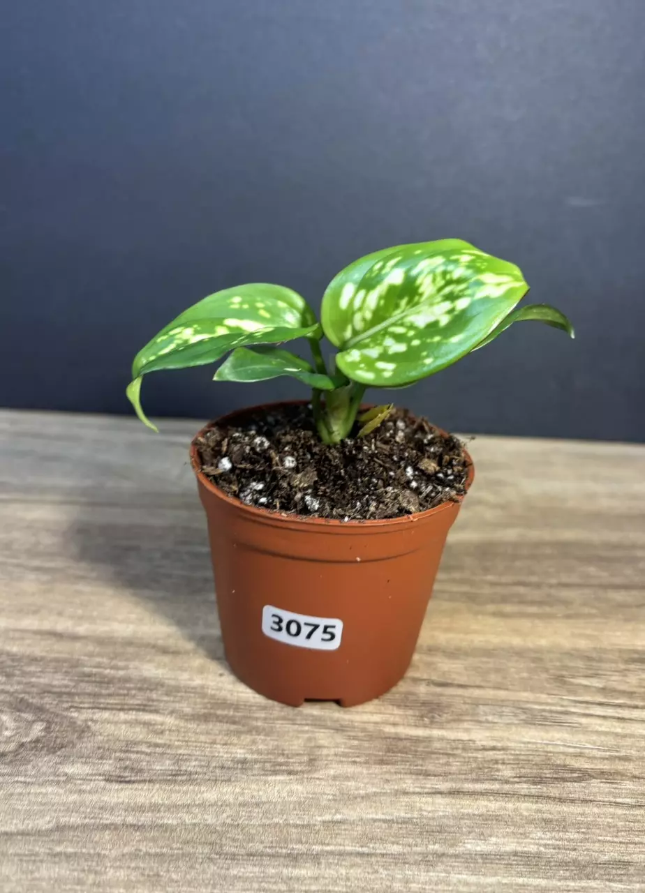 Aglaonema Red Anyamanee/ Anjamani 3” 3075 thumbnail