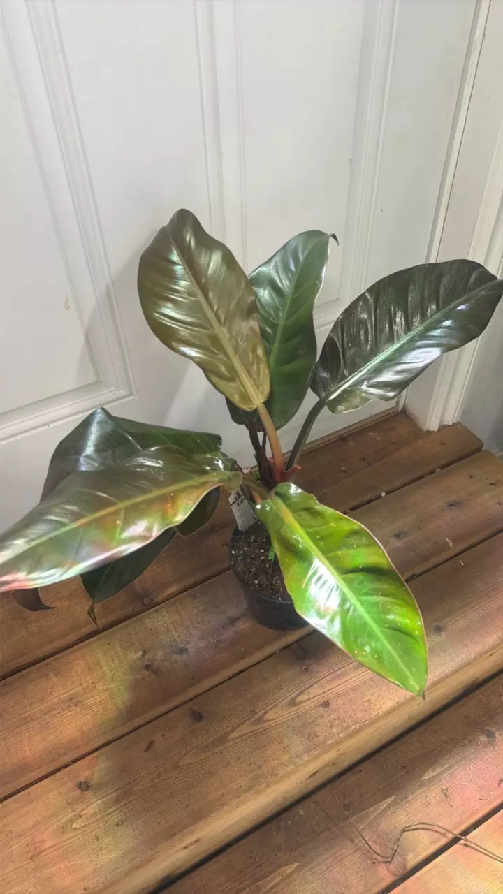 Philodendron Emperial Red 6” thumbnail