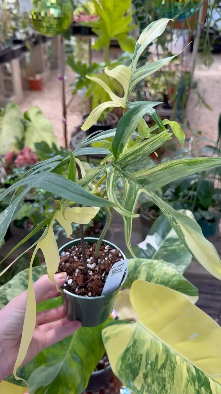 920: Polypoides X Florida thumbnail