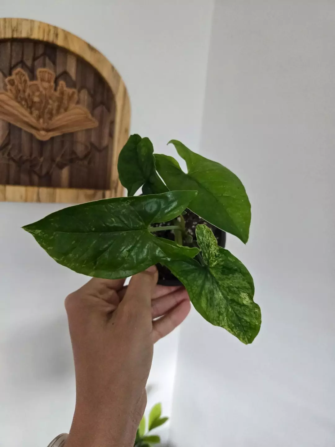 Mojito Syngonium thumbnail