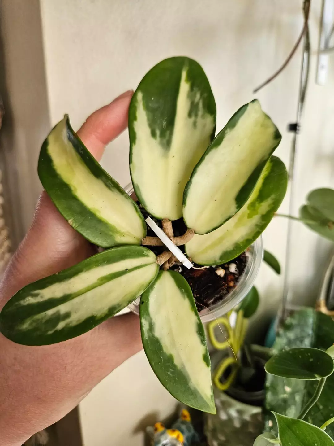 Hoya Acuta Verigated thumbnail