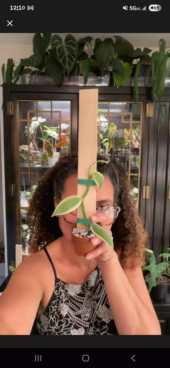 Variegated Vanilla Orchid cutting thumbnail