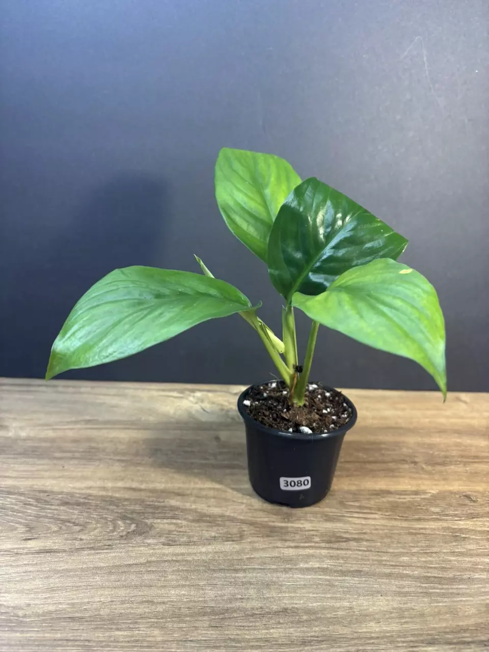 Spathiphyllum Sensation Peace Lily 3” 3080 thumbnail