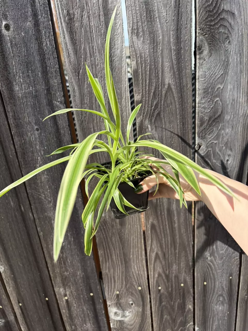 Spider plant thumbnail
