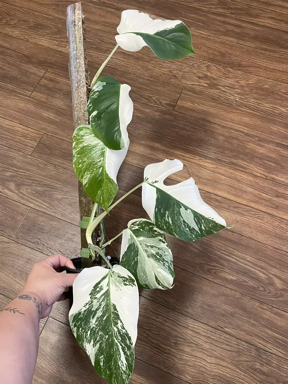 Monstera Albo Node C thumbnail