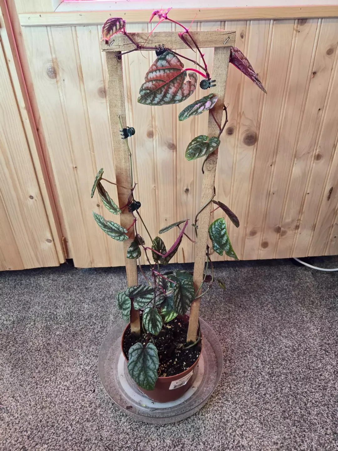 Climbing Rex Begonia Vine (Cissus discolor) | 6" Pot with Trellis thumbnail