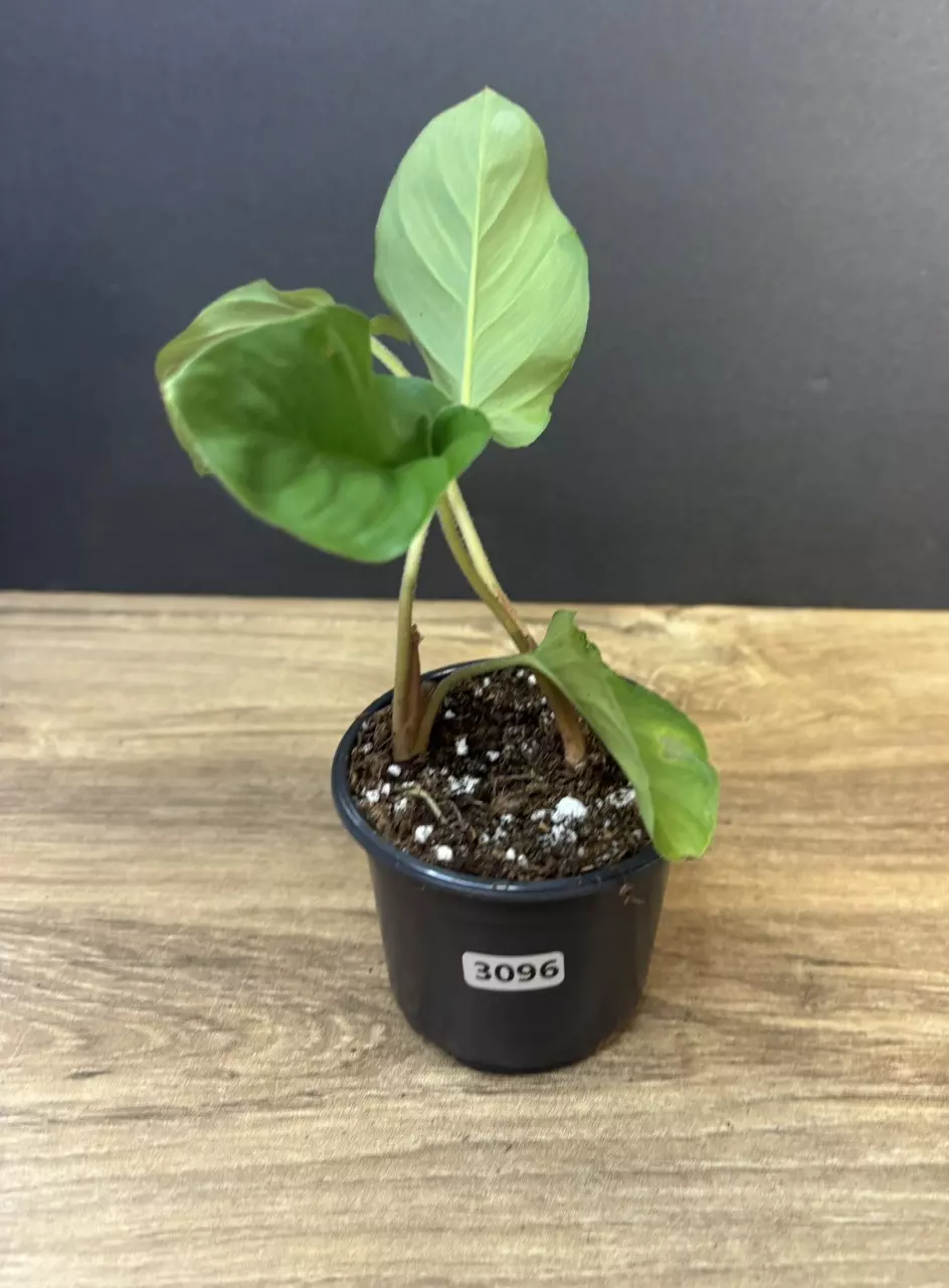 Adelonema Red Velvet 3” 3096 thumbnail