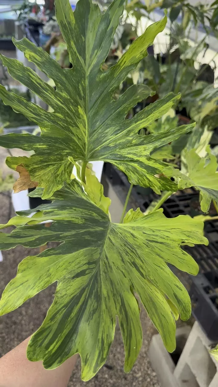 963: Variegated Selloum thumbnail