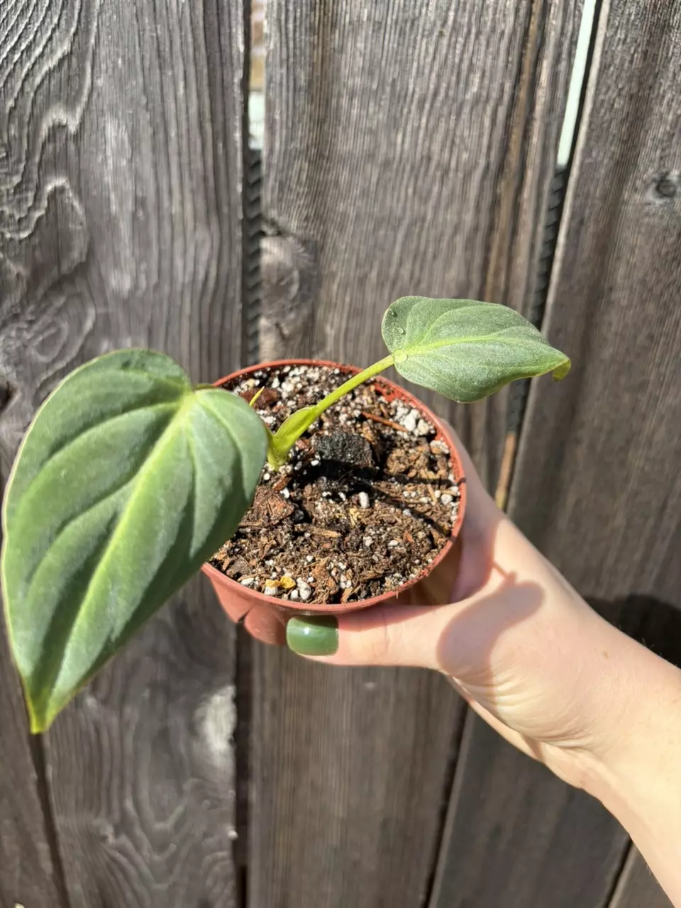 Philodendron gloriosum thumbnail