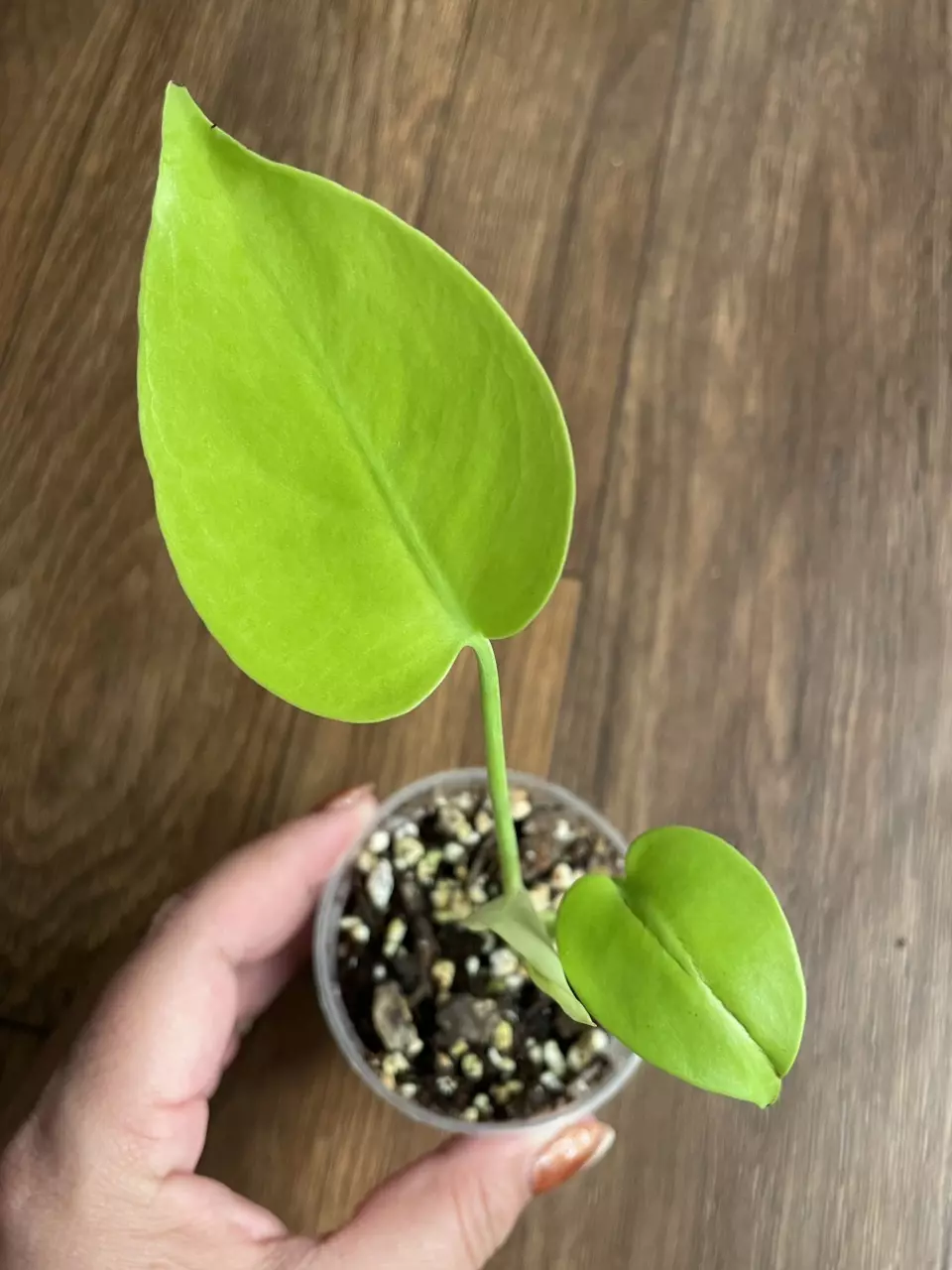 Monstera Lemon Lime thumbnail