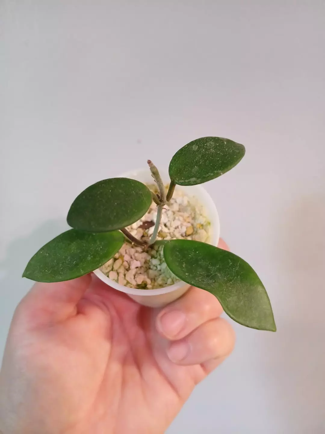 Hoya Chouke Cutting thumbnail