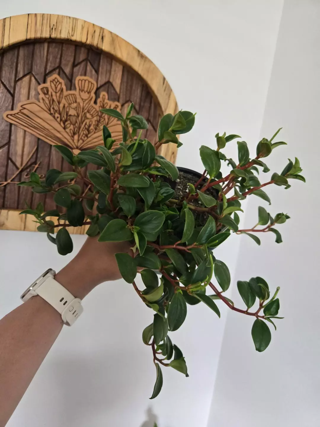 Peperomia Scandens thumbnail