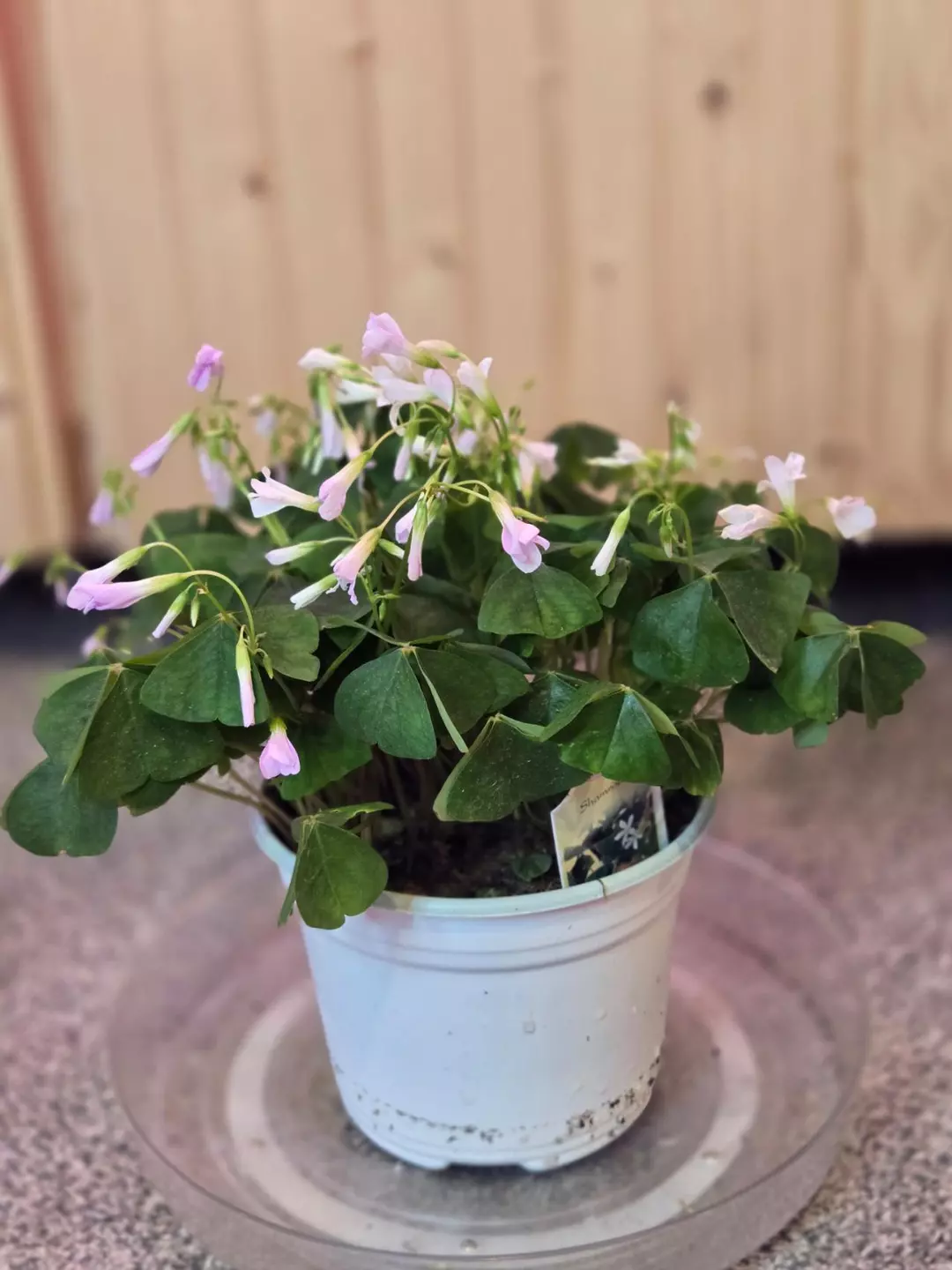 Green Oxalis – 6" Pot | Lucky Shamrock Houseplant thumbnail