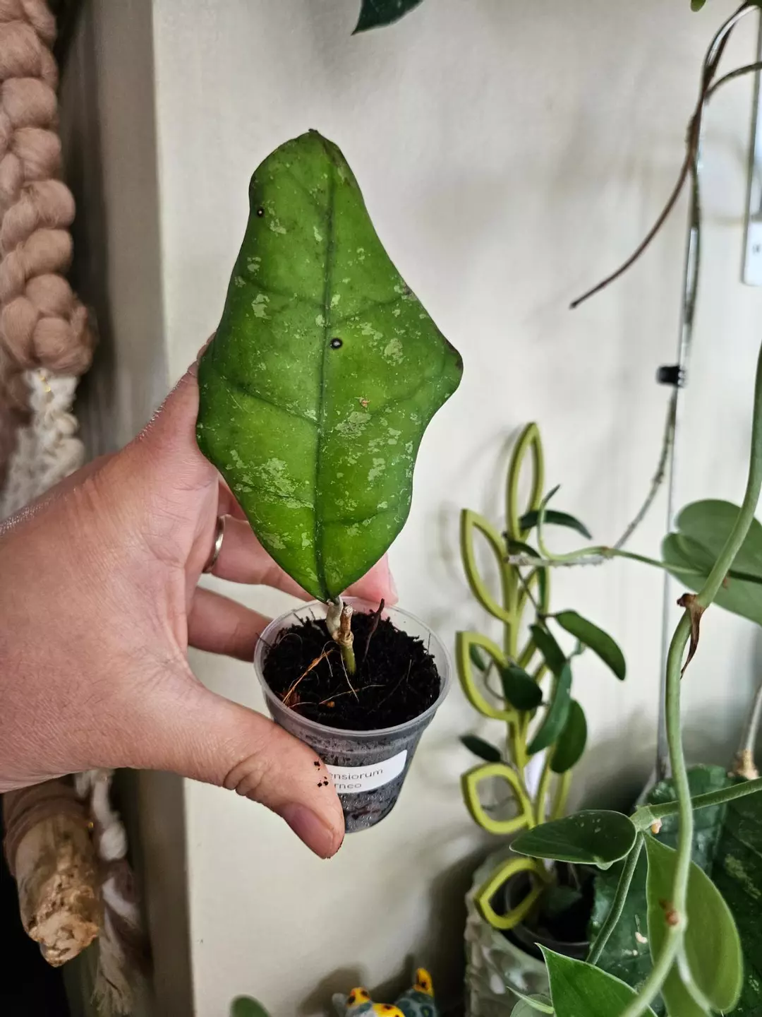 Clemensiorum Borneo 1 leaf special thumbnail