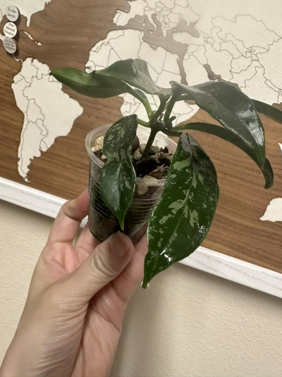 Griffithii splash 💦 hoya thumbnail