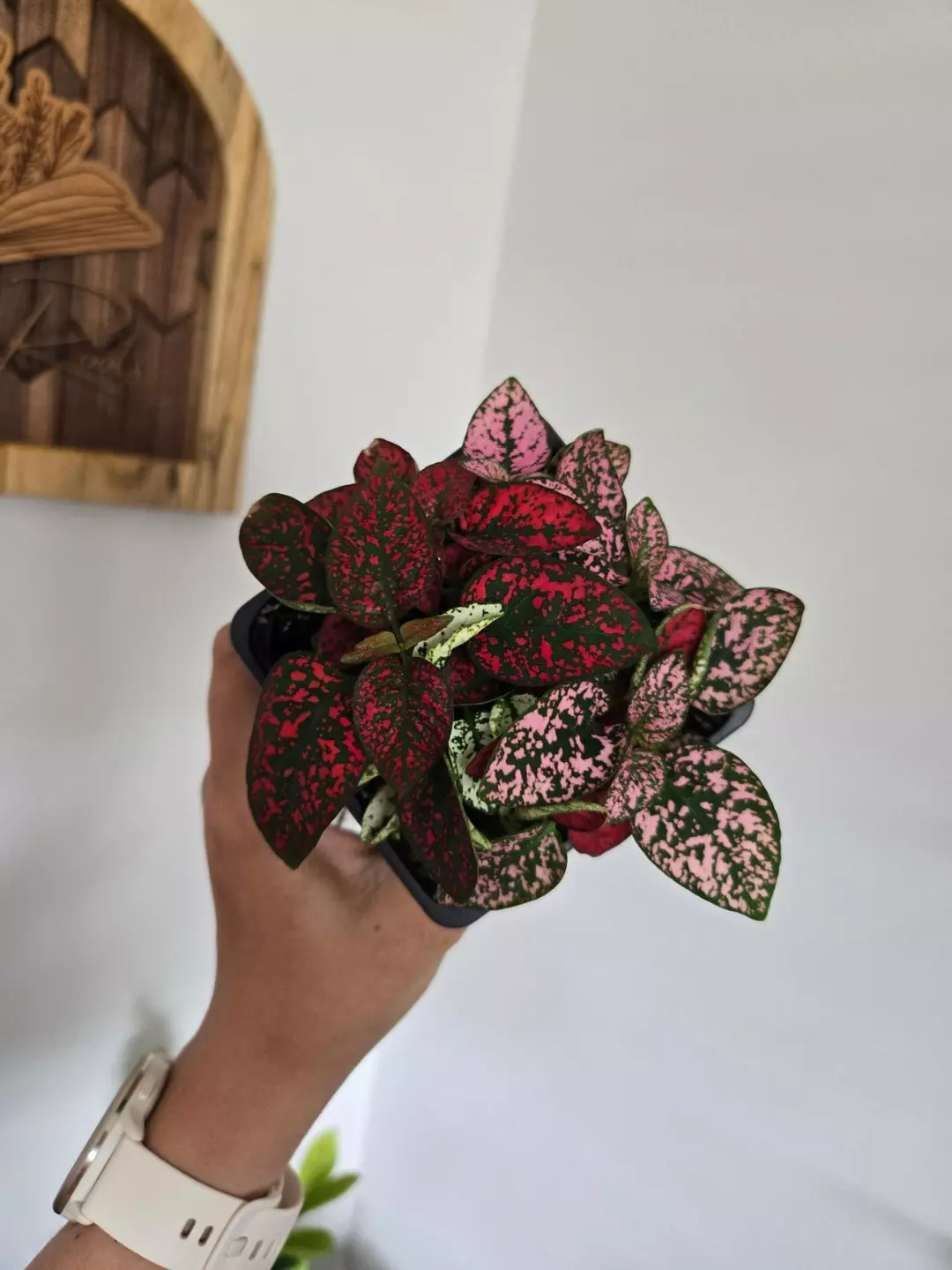 Mixed Pot Polka Dot Plant, Hypoestes phyllostachya thumbnail