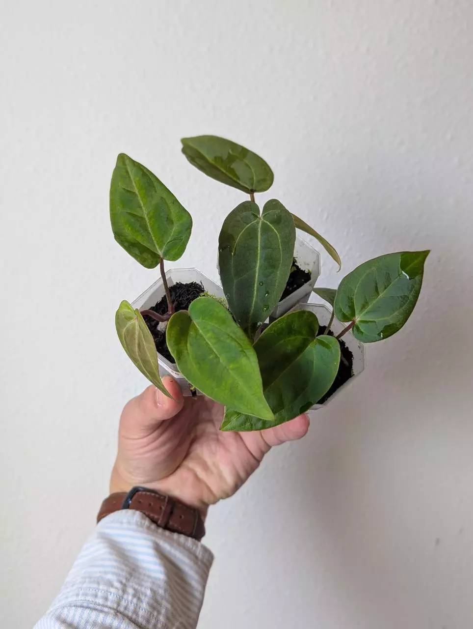 Stripey Mag/Carla x Stripey Clone - Grower's choice thumbnail