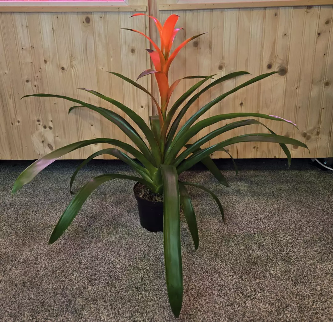 Large Guzmania Bromeliad thumbnail