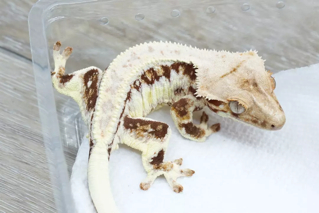 #389 red based lily white Male 24g (holy hands line) thumbnail