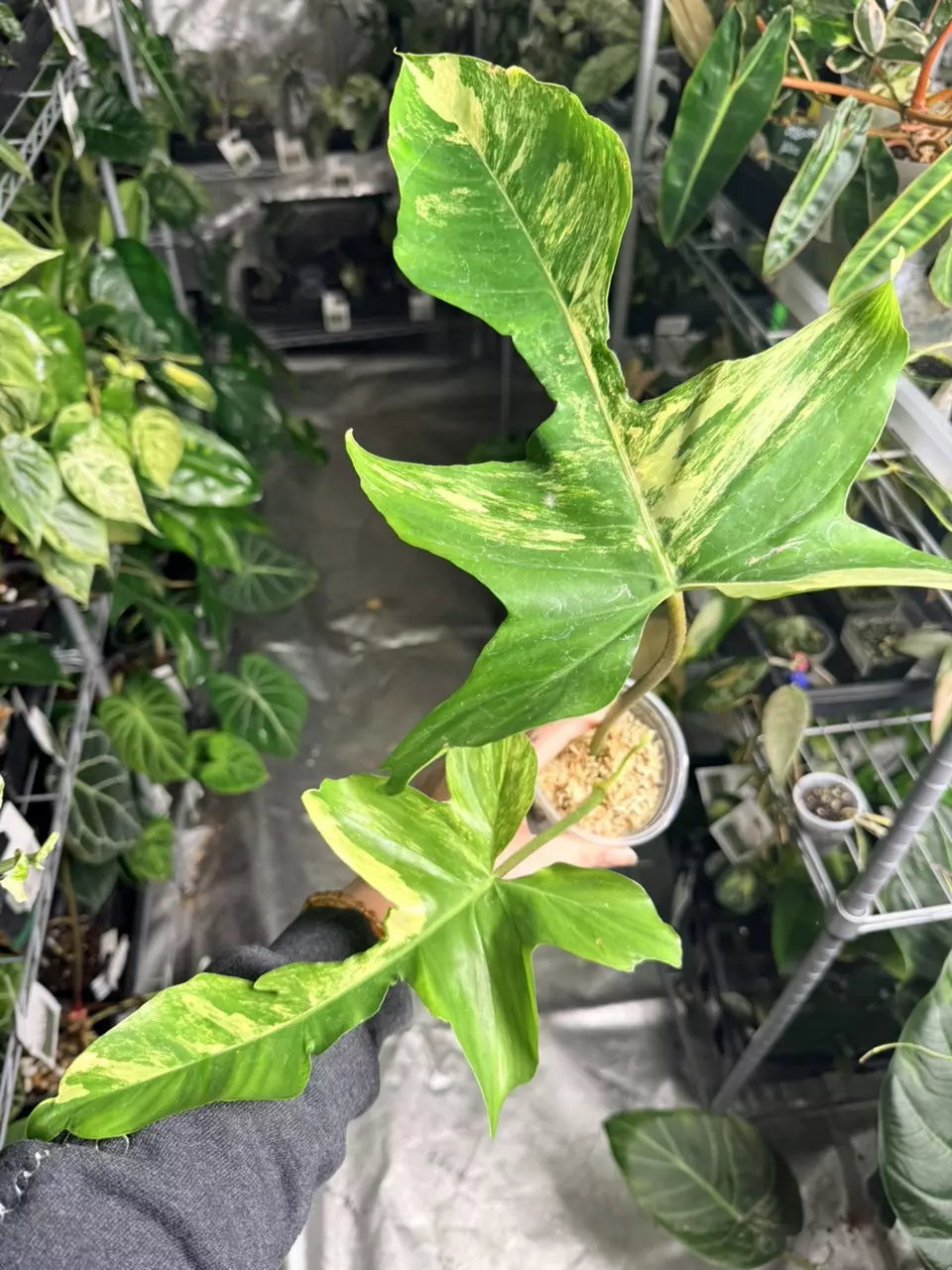 Philodendron Florida Beauty x Mayoi x Squamiferum - 0031 thumbnail