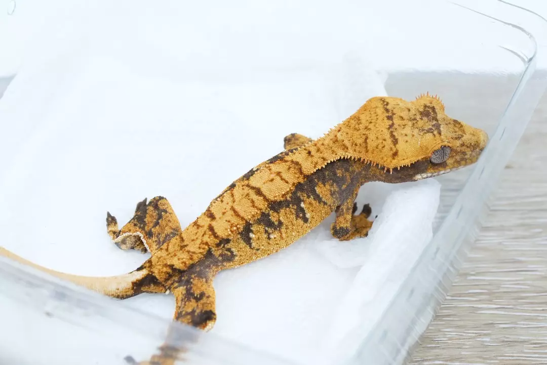 #383 10g male Halloween thumbnail