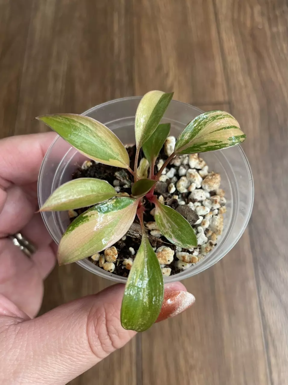 Philodendron Red Congo Variegated thumbnail