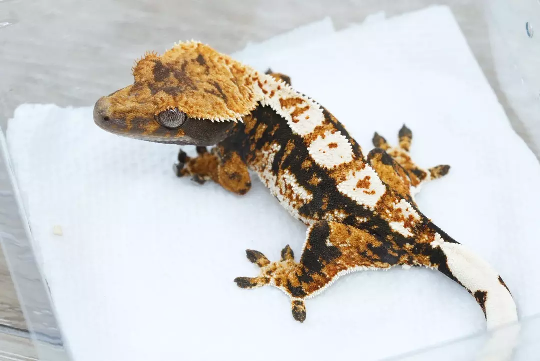 #388 14g male Emily line tri thumbnail