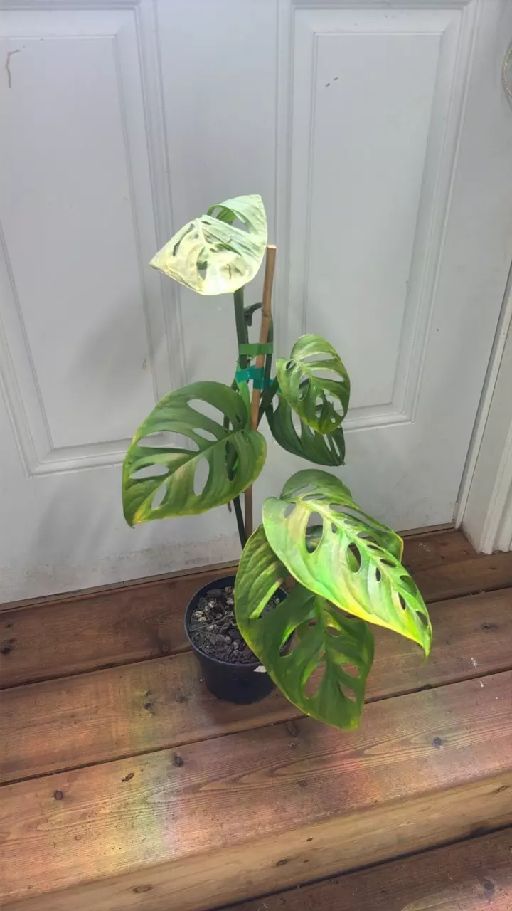 Monstera Esqueleto 6” thumbnail