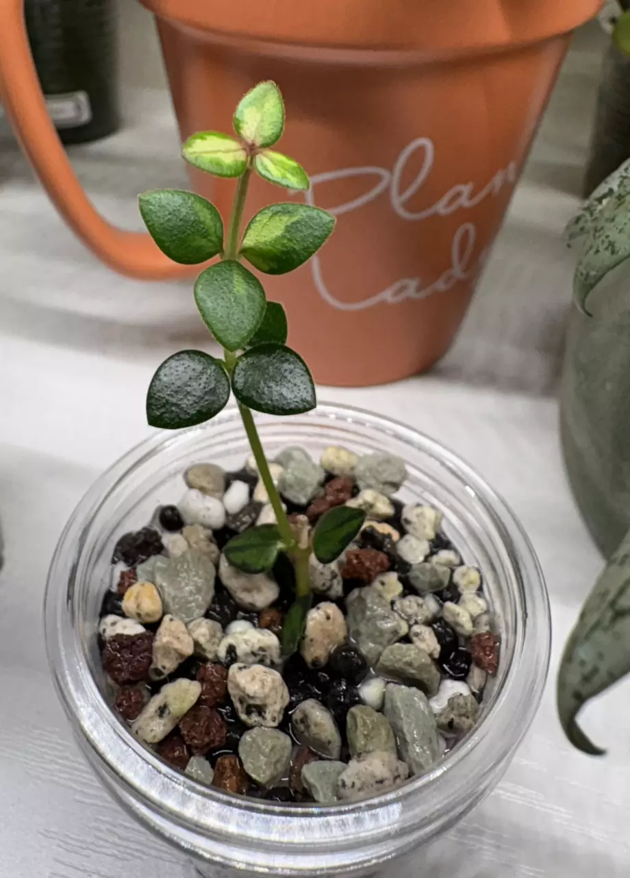 Hoya Chinghungensis Variegated thumbnail
