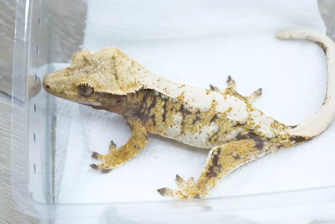 #390 17g female cv/nuel tri color thumbnail